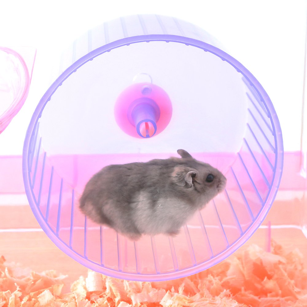 Amazon.co.jp: Iris Ohyama PHSC-412 Hamster Cage, 3 Floors, Clear